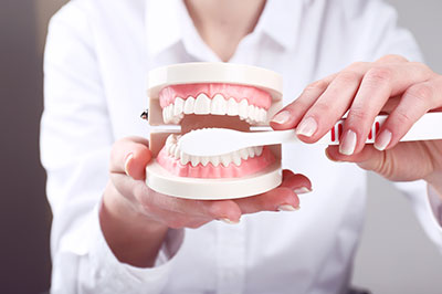 Woman s hand holding dental model with open mouth, showcasing teeth for demonstration or education.